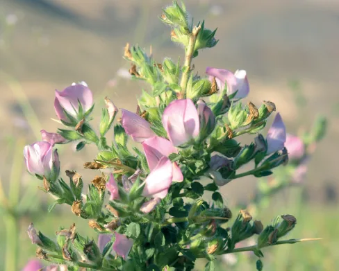 Ononis spinosa