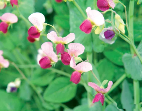 Pisum sativum