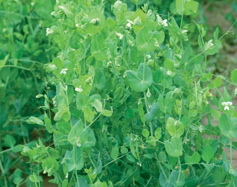 Pisum sativum