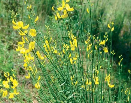 Spartium junceum