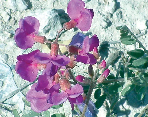 Sphaerophysa kotschyana
