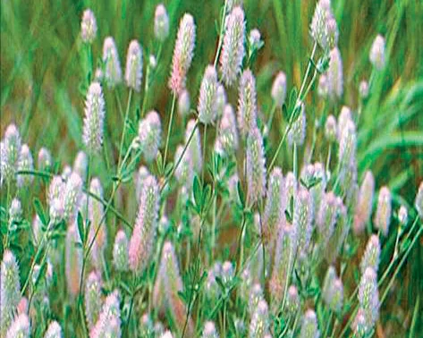 Trifolium angustifolium