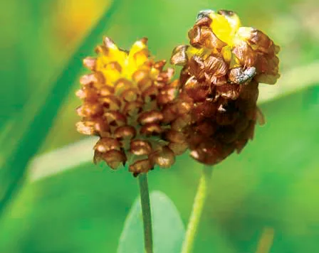 Trifolium aureum