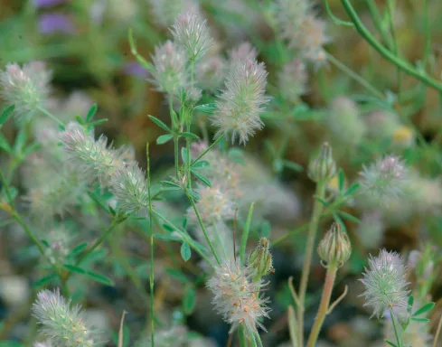 Trifolium arvense
