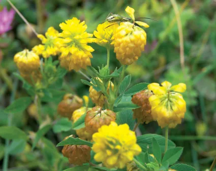 Trifolium campestre