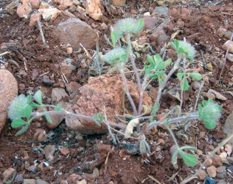 Trifolium cherleri