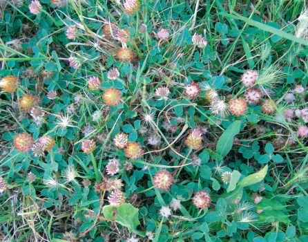 Trifolium fragiferum