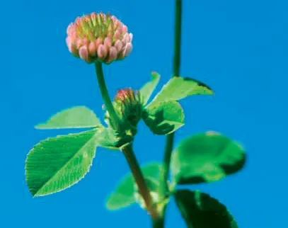Trifolium hybridum