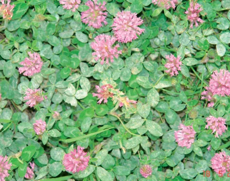 Trifolium medium