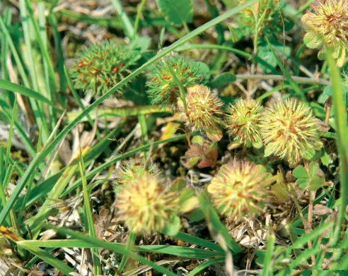 Trifolium lappaceum