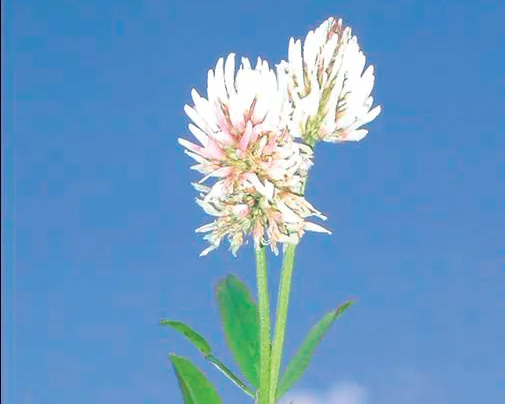 Trifolium montanum