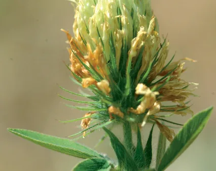 Trifolium pannonicum