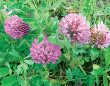 Trifolium pratense
