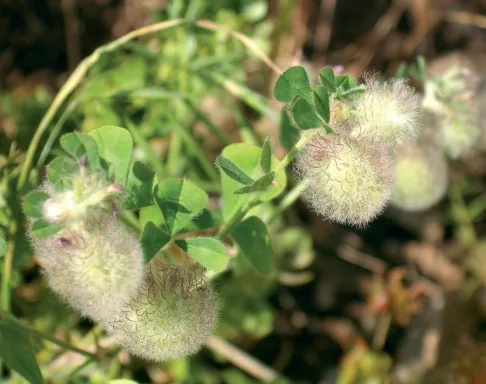 Trifolium pilulare