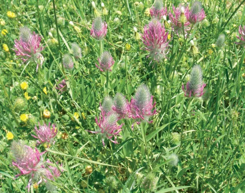Trifolium purpureum