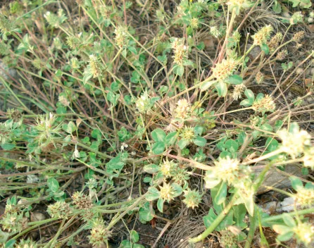 Trifolium scabrum