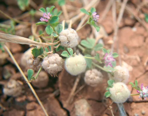 Trifolium tomentosum