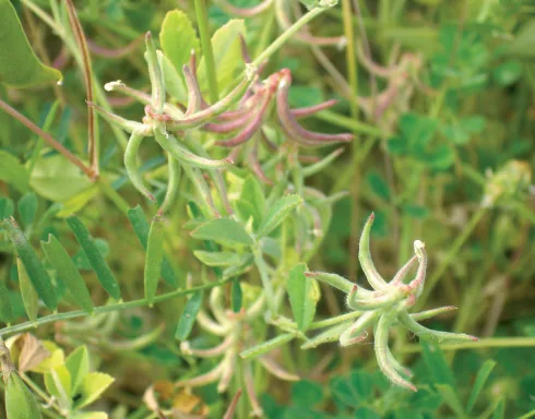 Trigonella coelesyriaca