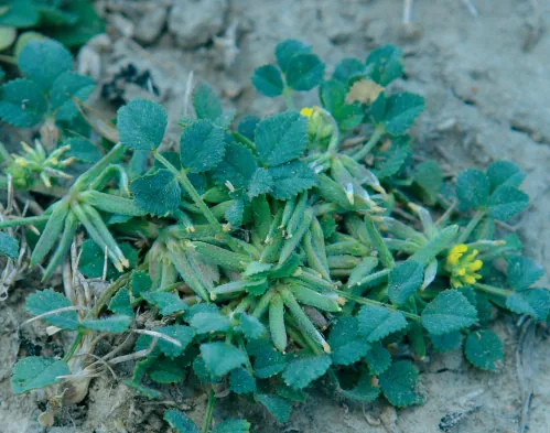 Trigonella monspeliaca