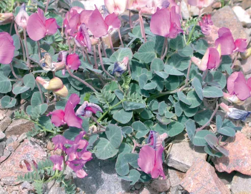 Fabaceae