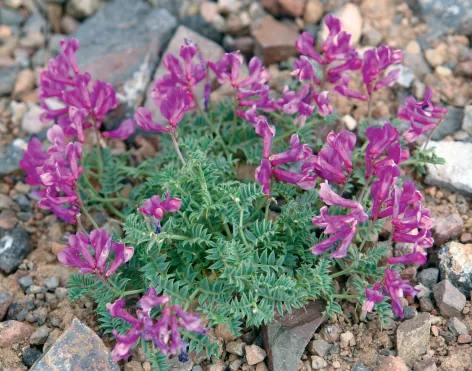 Vicia alpestris