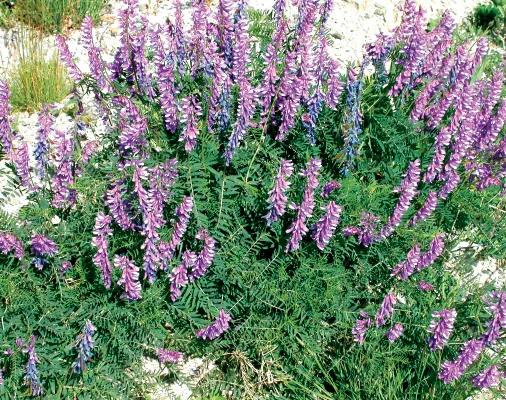Vicia cracca
