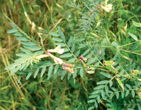 Vicia hybrida