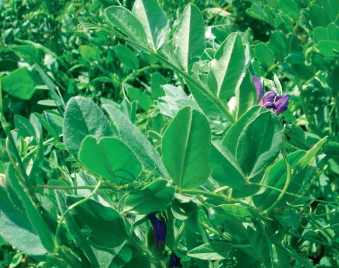 Vicia narbonensis