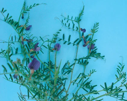 Vicia peregrina