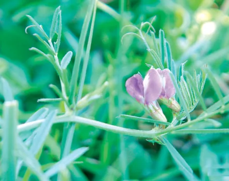 Vicia pannonica