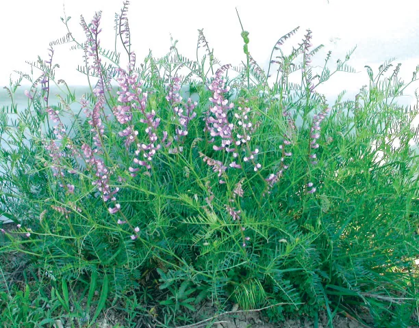 Vicia villosa