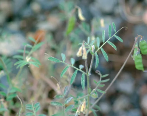 Vicia tetrasperma