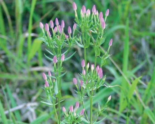 Centaurium erythraea subsp. erythraea