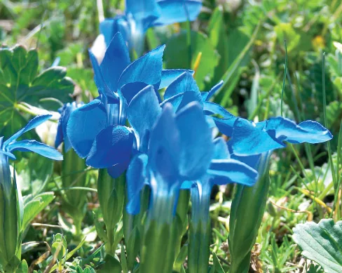 Gentiana nivalis