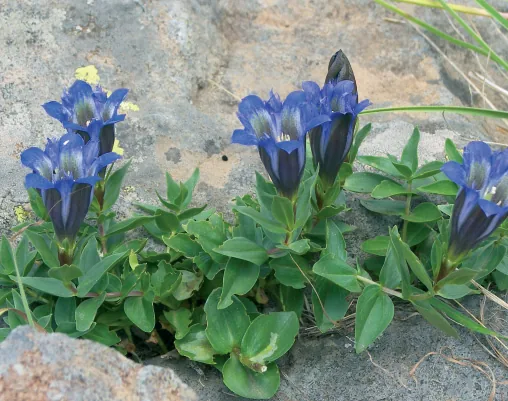 Gentiana septemfida