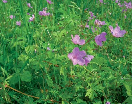 Geranium asphodeloides