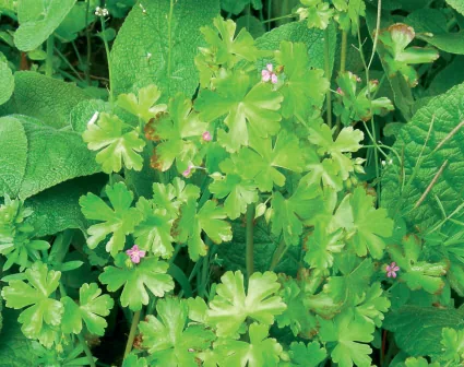 Geranium lucidum