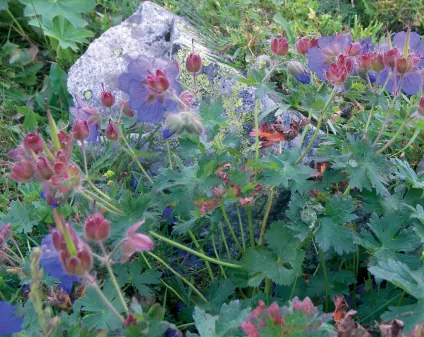 Geranium ibericum