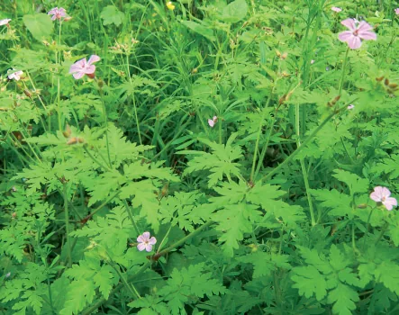 Geranium robertianum