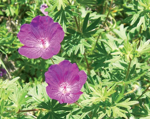 Geranium sanguineum