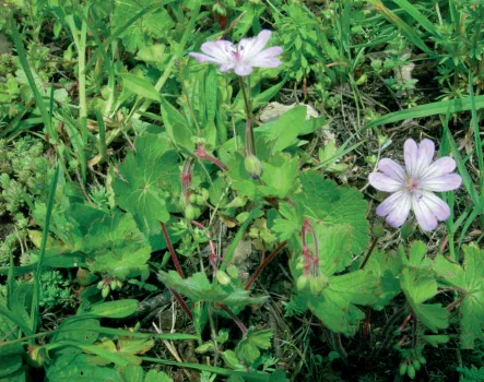 Geranium rotundifolium