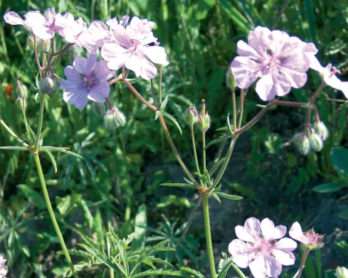 Geranium stepporum