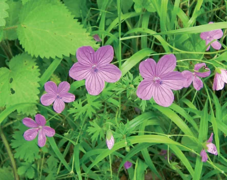 Geranium sylvaticum