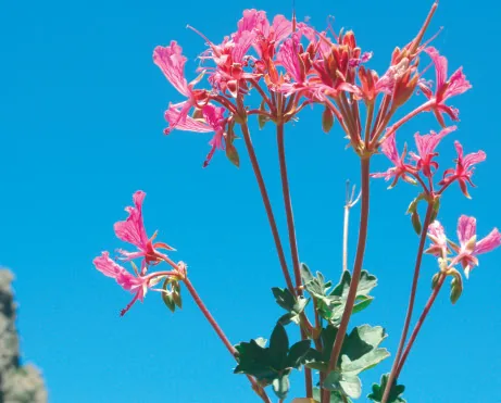 Pelargonium endlicherianum