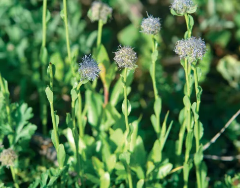 Globulariaceae