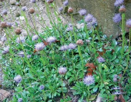 Globularia orientalis
