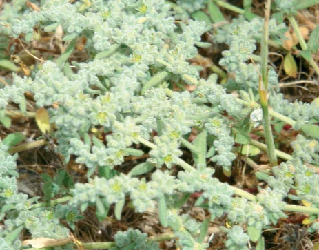 Herniaria incana