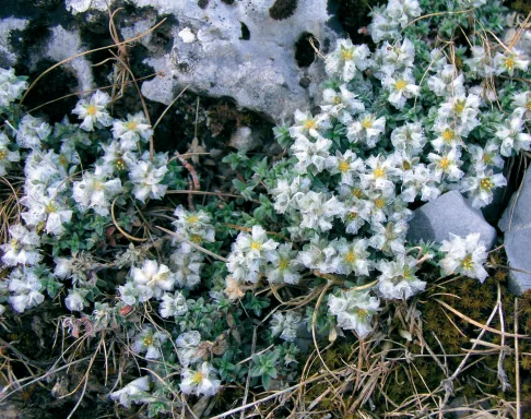 Paronychia chionaea