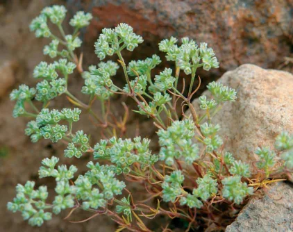 Scleranthus perennis