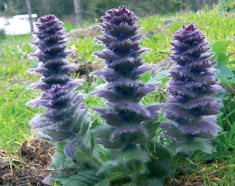 Ajuga orientalis